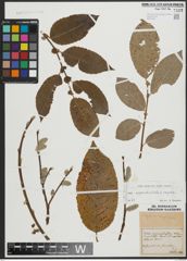 Foto von Salix appendiculata Vill. x Salix caprea L.